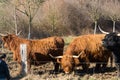 Scottish highland cow